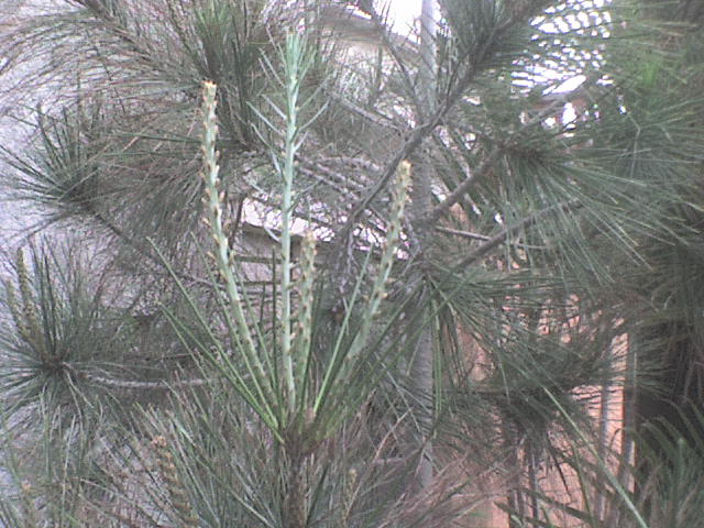 arx1211412892y.JPG