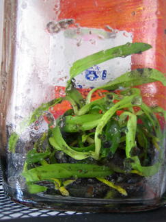 arx1212088844b.jpg