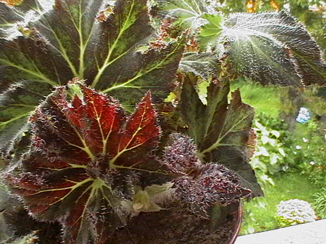 arx1212089910g.JPG