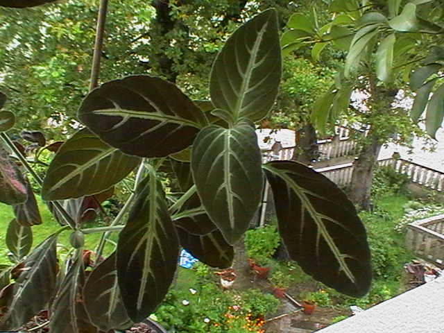 arx1212090249a.JPG