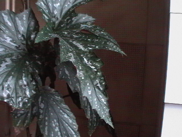 arx1212090419k.JPG