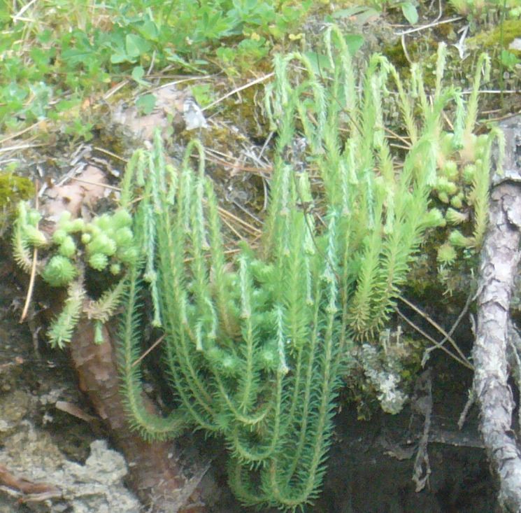 arx1212154332a.jpg