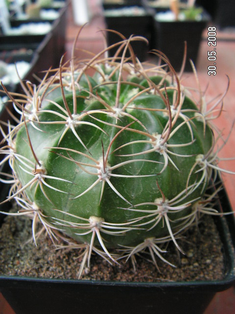 arx1212169270g.JPG