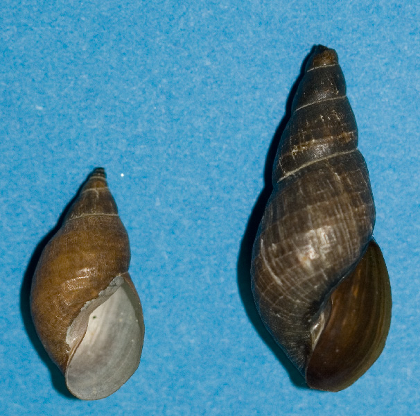 arx1212179126f.jpg
