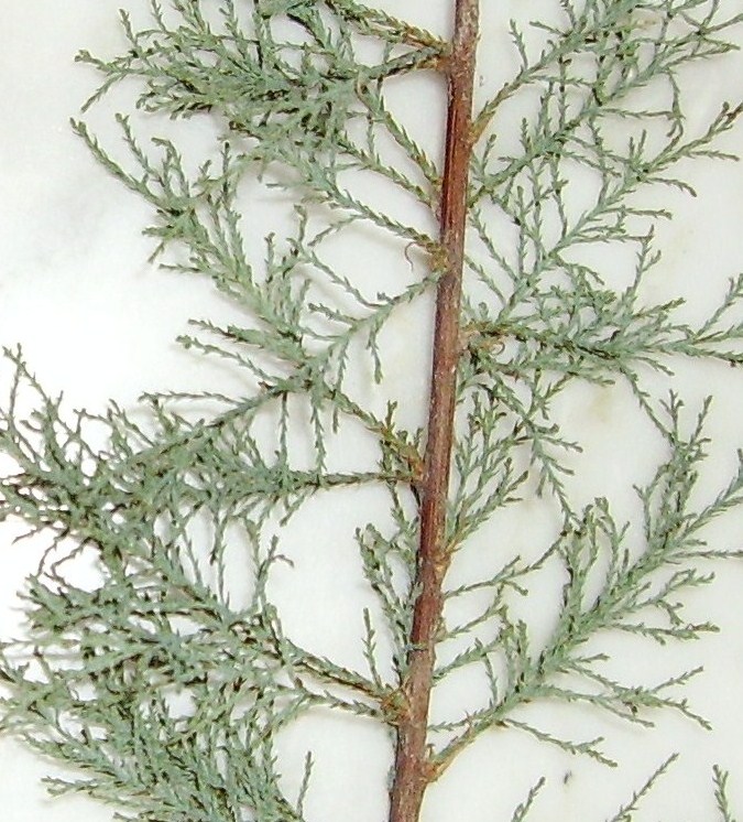 arx1212243700c.JPG