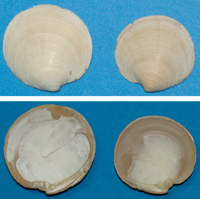 arx1212248360l.jpg