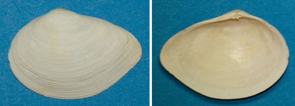 arx1212248565b.jpg