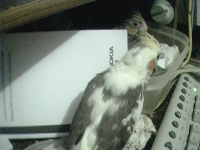 arx1212276280f.JPG