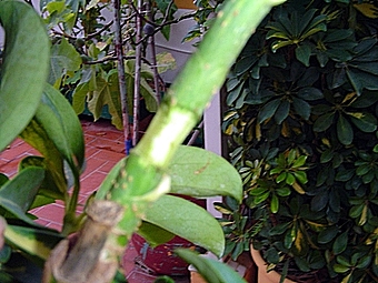 arx1212323311g.jpg