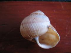 arx1212349926f.jpg