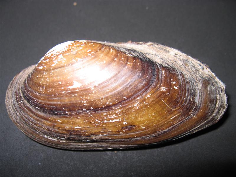 arx1212353062y.jpg