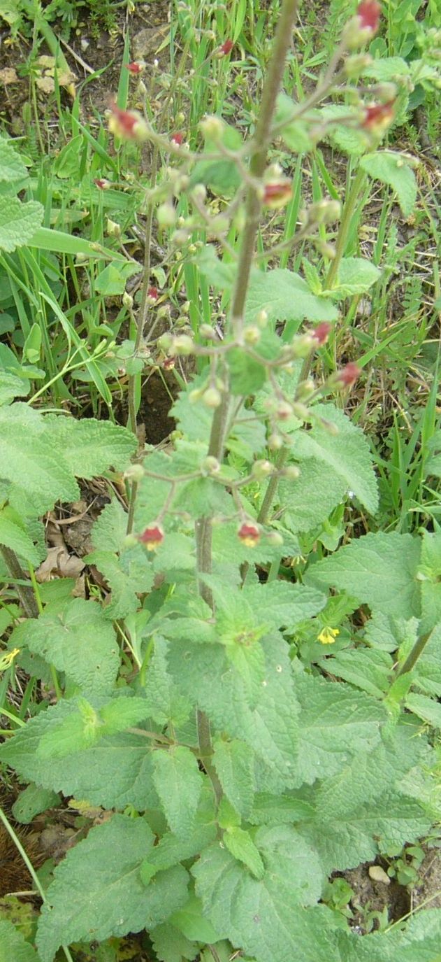 arx1212408633e.jpg