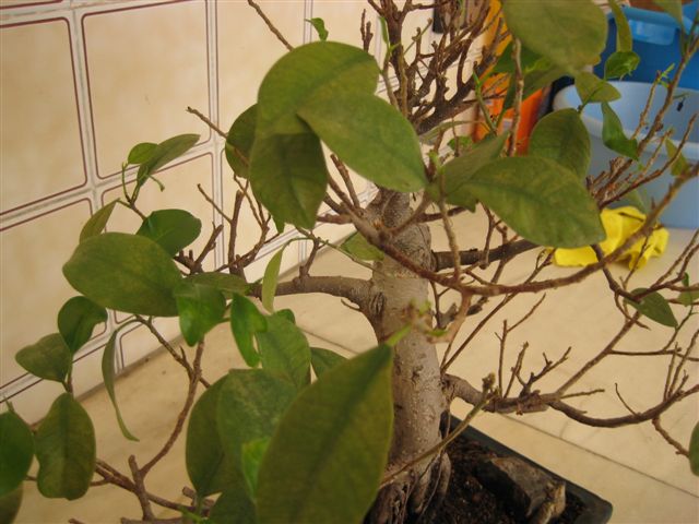 arx1212411176c.jpg