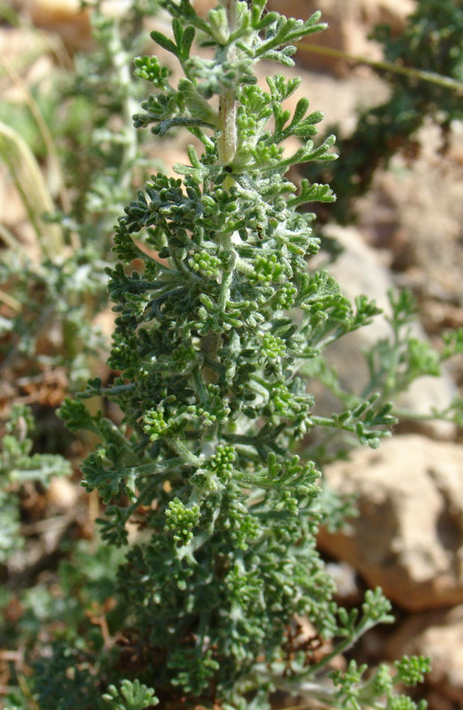 arx1212430097x.JPG