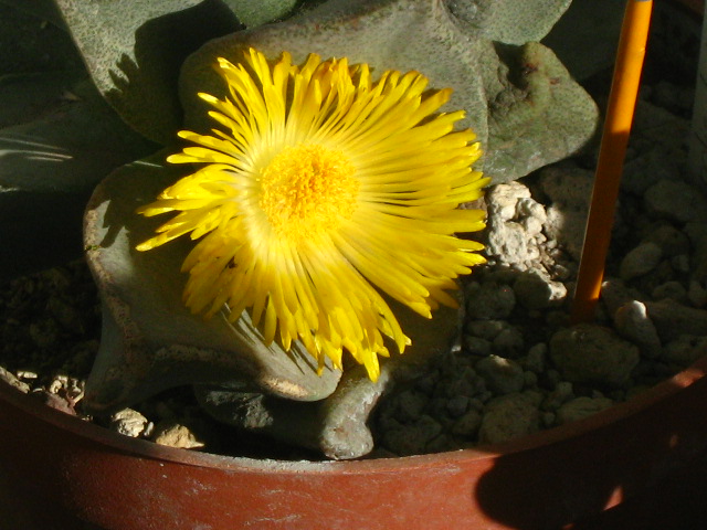arx1212453553l.jpg