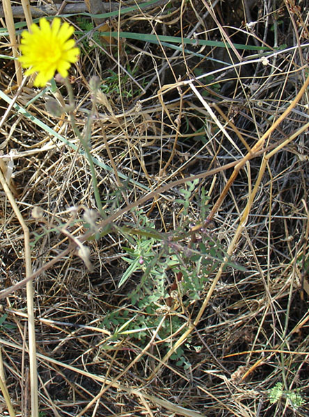 arx1212514346b.JPG