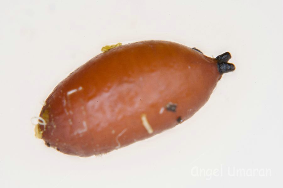 arx1212518089e.jpg