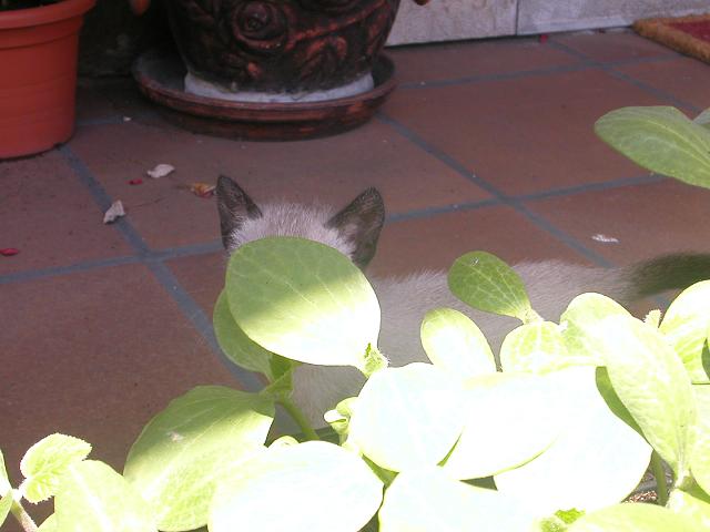 arx1212612010s.jpg