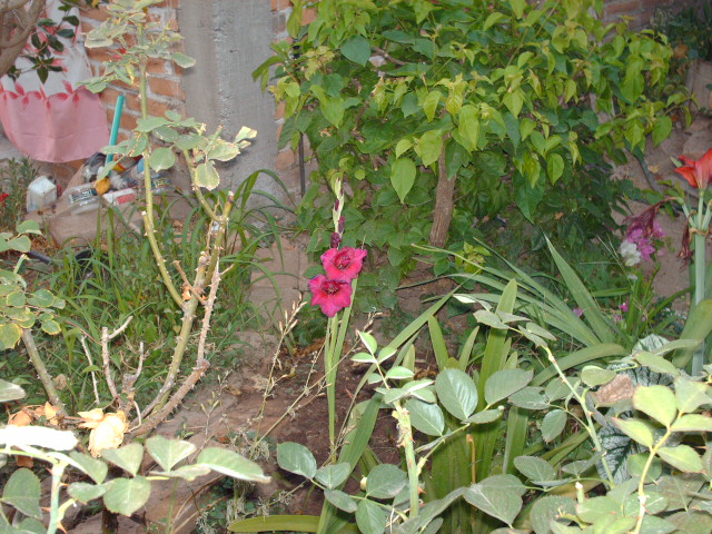 arx1212634872v.jpg