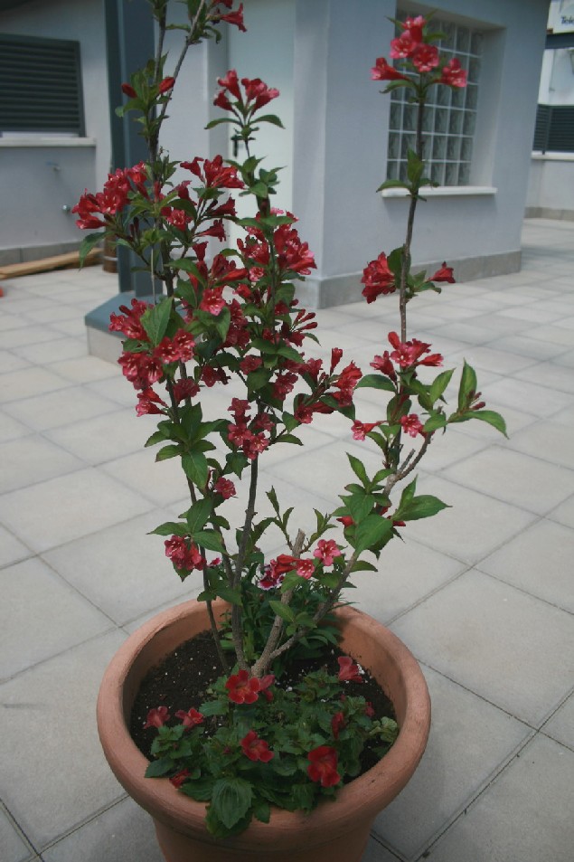 arx1212748627k.jpg