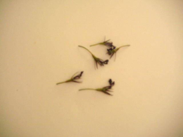 arx1212760473v.JPG