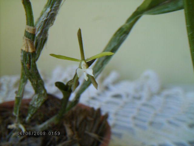 arx1212780593u.JPG