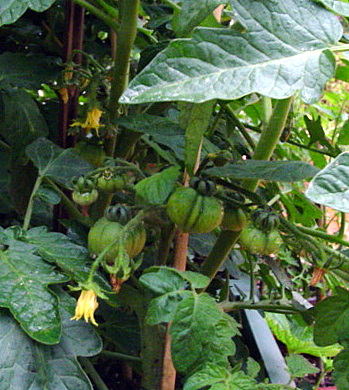 arx1212796456m.JPG