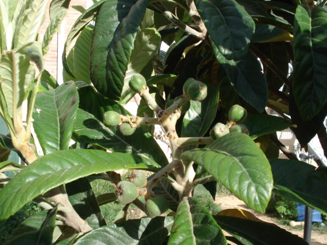 arx1212864210p.jpg