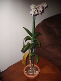 arx1212882888q.jpg