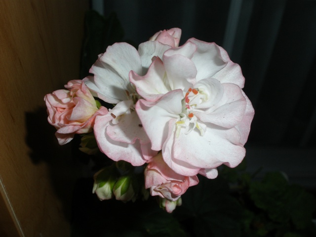 arx1227195775o.jpg