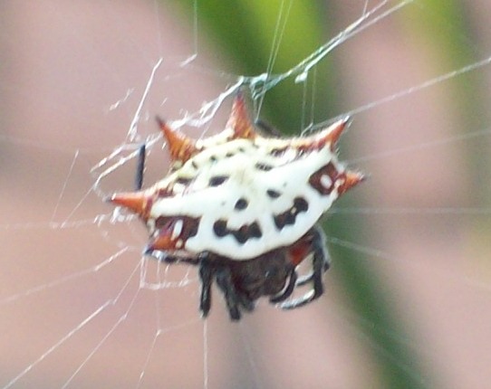 arx1230271047u.JPG