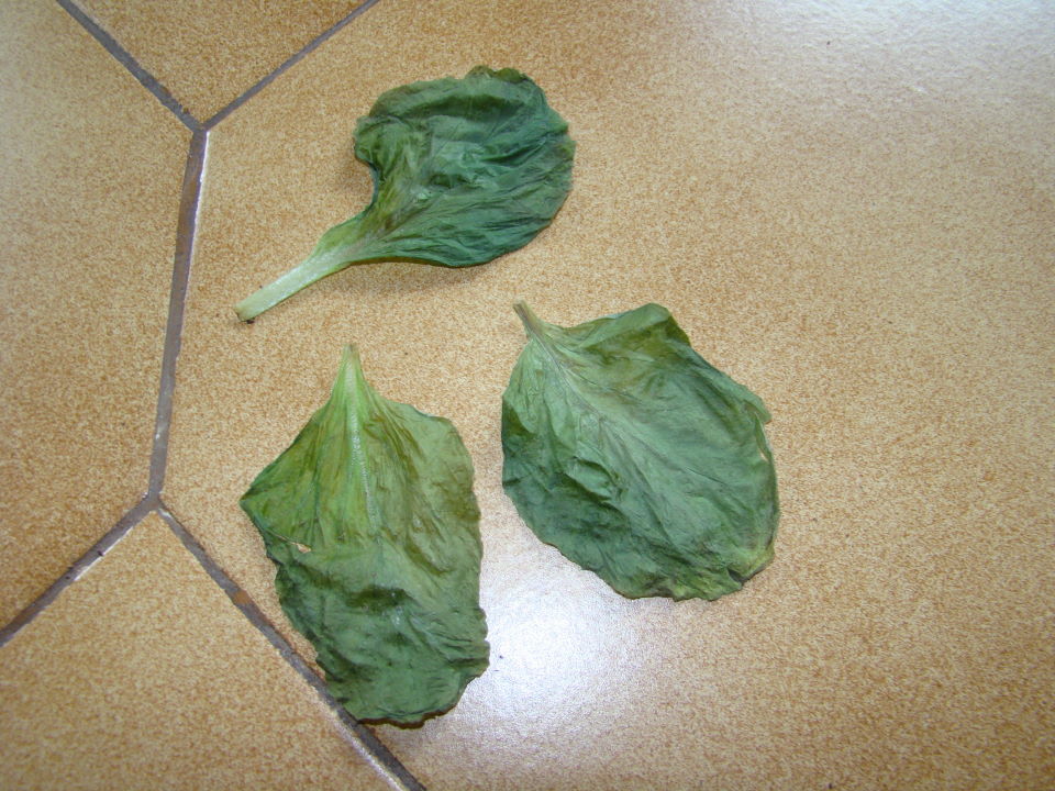 arx1233526164h.jpg
