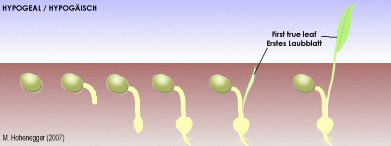 arx1236189936o.jpg