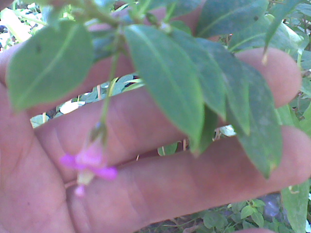 arx1236364260d.jpg