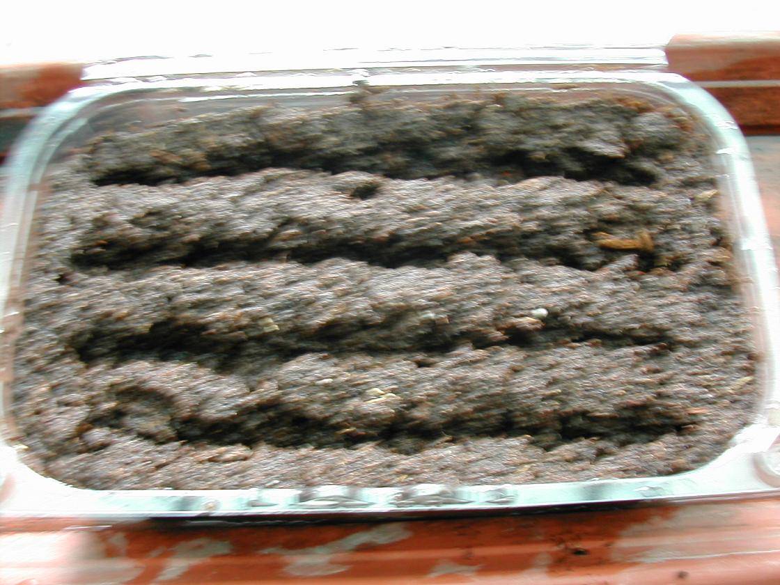 arx1237933596v.JPG