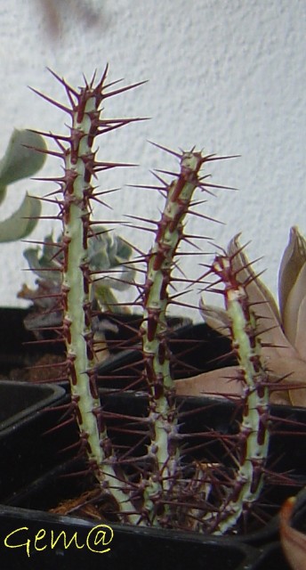 arx1239854234l.jpg