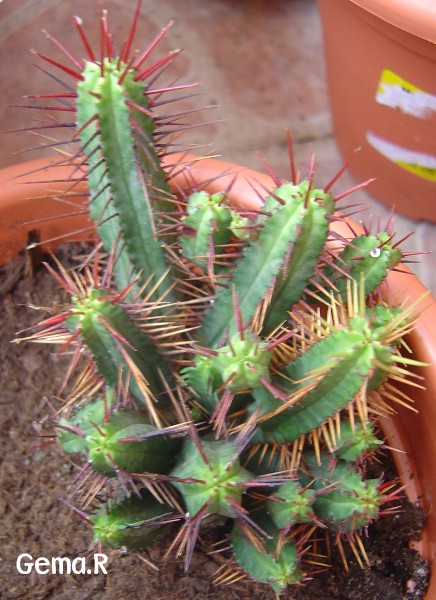 arx1239854979a.jpg