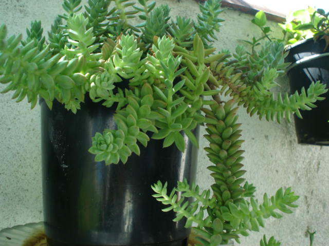 arx1243802527e.jpg
