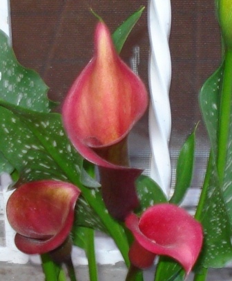 arx1246512113e.JPG