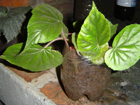 arx1246524205c.JPG