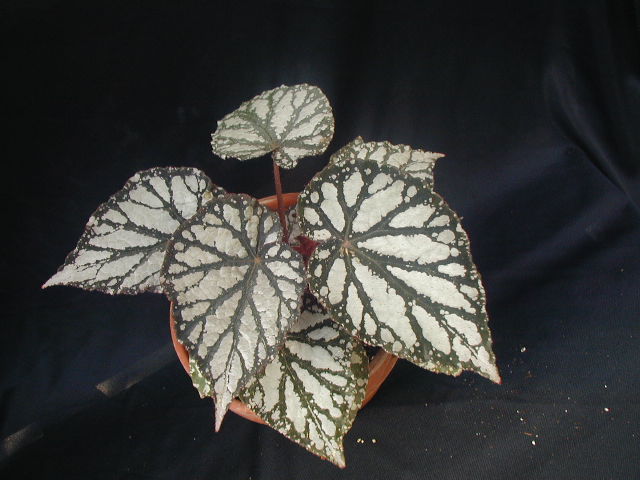 arx1246590151c.jpg