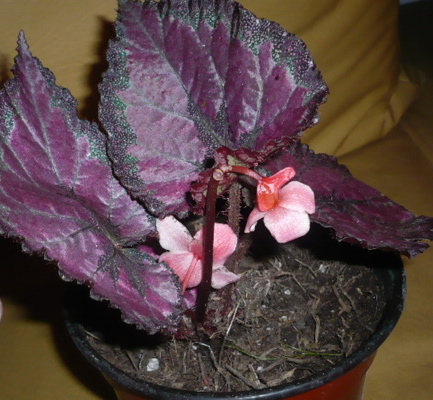 arx1246672382p.JPG