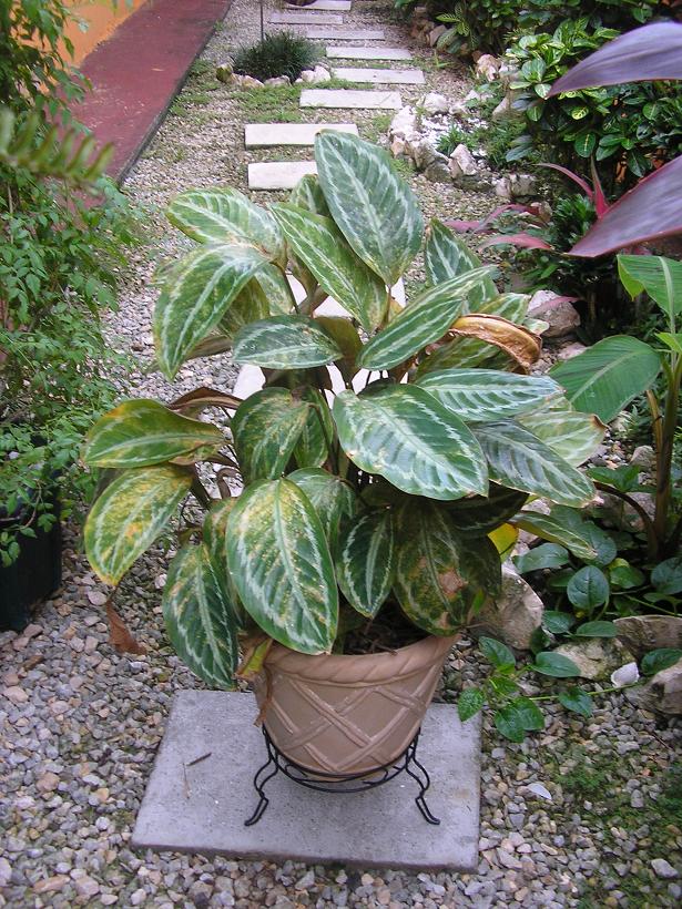 arx1247428102e.JPG