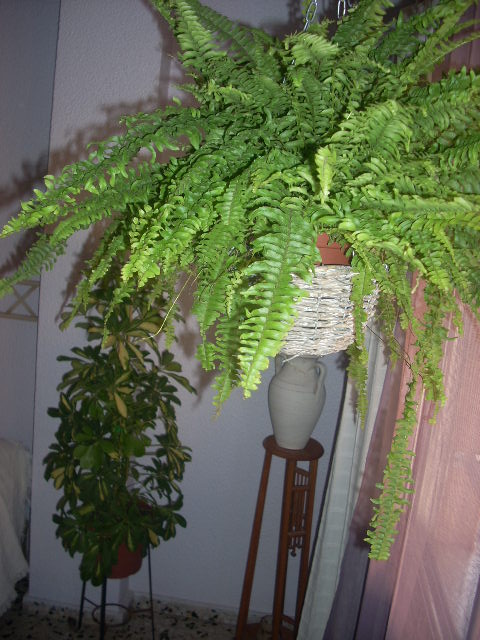arx1250794276y.JPG