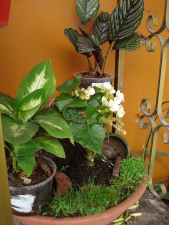 arx1250925831e.JPG