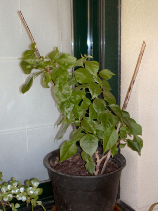 arx1251133659i.JPG