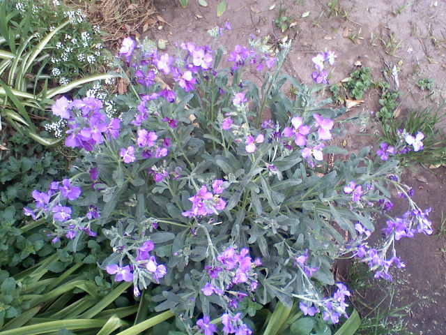 arx1252386536s.jpg