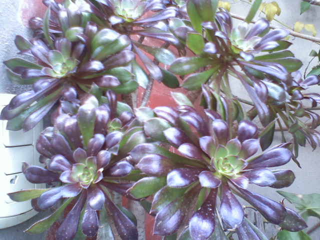 arx1252387084s.jpg