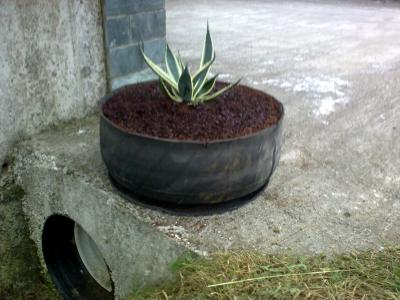 arx1252469361e.jpg