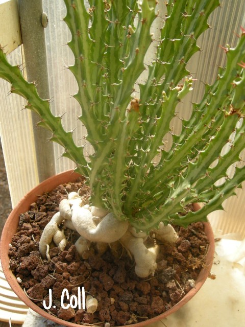 arx1253471506d.jpg